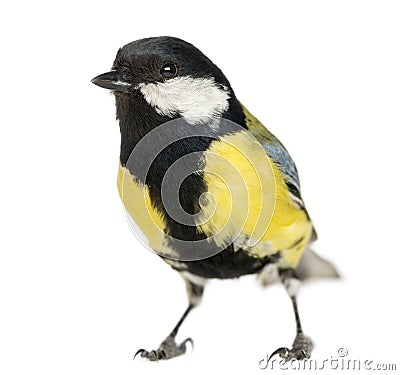 Male great tit, Parus major Stock Photo