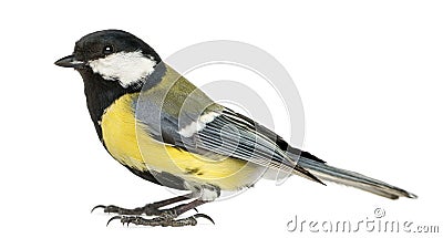 Male great tit, Parus major, isolated Stock Photo