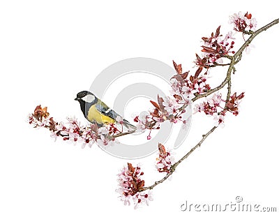 Male great tit perched on a flowering branch, Parus major Stock Photo