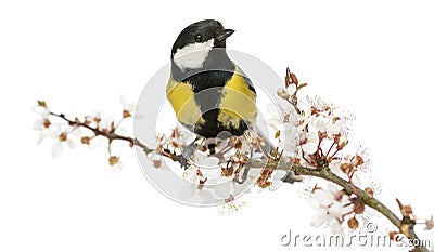 Male great tit perched on a flowering branch, Parus major Stock Photo