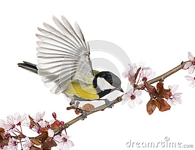 Male great tit taking off from a flowering branch - Parus major Stock Photo