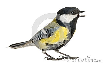 Male great tit tweeting, Parus major Stock Photo