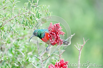 Male greater double-collared sunbird Stock Photo