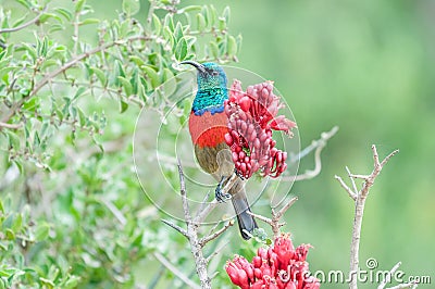 Male greater double-collared sunbird Stock Photo