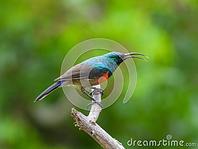 Male greater double-collared sunbird isolated Stock Photo