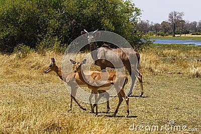 African Greater Kudu with Impala antelopes Stock Photo
