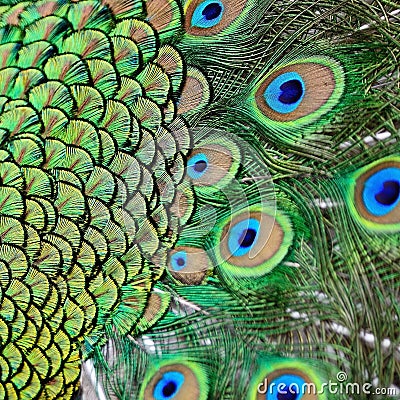 Male Green Peacock feathers Stock Photo