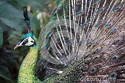 Male Green Peafowl (Peacock) Stock Photo