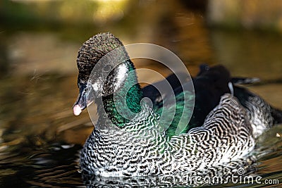 Male Green Pygmy Goose Stock Photo