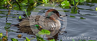 Male green teal drake with mouth open swimming in water Stock Photo
