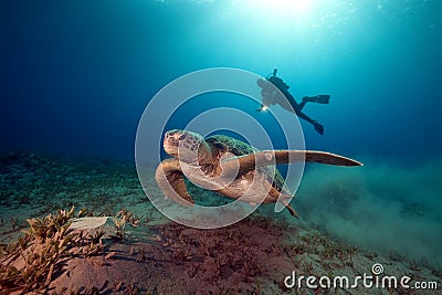 Male green turtle and videographer. Stock Photo