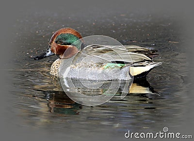 Male Green-winged Teal Duck Stock Photo