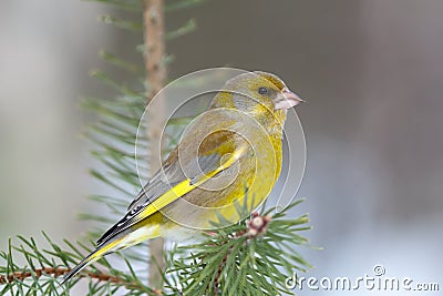 Male greenfinch perched in a small pine tree Stock Photo