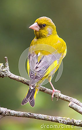 Male Greenfinch Stock Photo