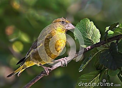 Male Greenfinch Stock Photo