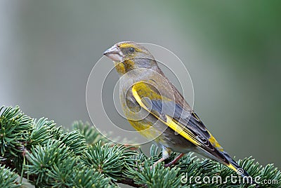 Male greenfinch profile Stock Photo