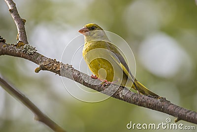 Male Greenfinch Sitting on Branch Stock Photo
