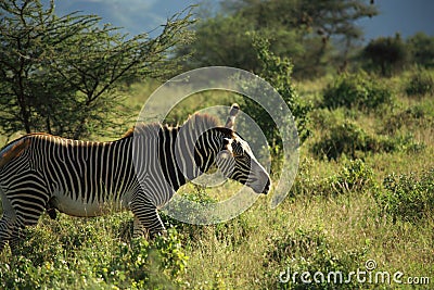 Male Grevy's Zebra Stock Photo