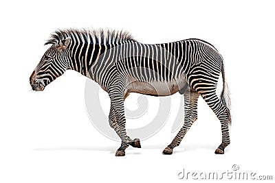 Male Grevys Zebra Walking Profile Isolated Stock Photo