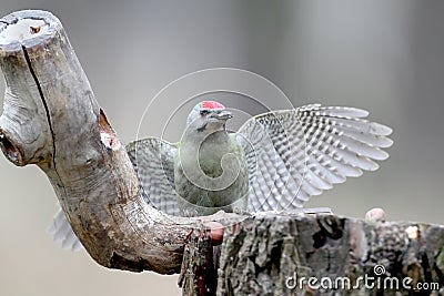 A male of grey woodpecker sits on a forest feeder and show open wings. Stock Photo