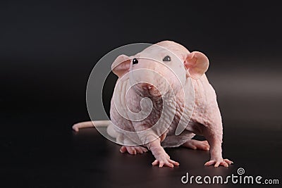 Male hairless rat Dumbo Sphynx breed. Stock Photo