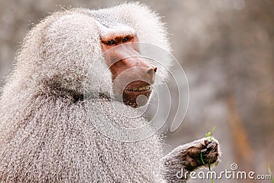 Male Hamadryas Baboon Eating Stock Photo