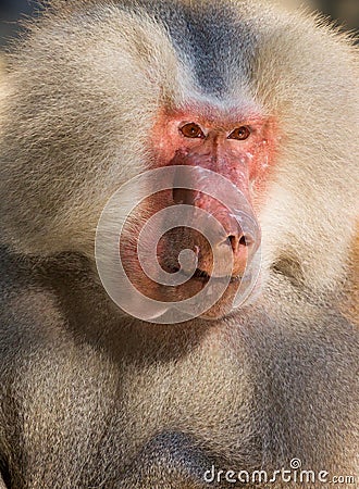 Male hamadryas baboon portrait Stock Photo