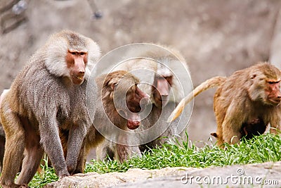 Male Hamadryas Baboons Stock Photo