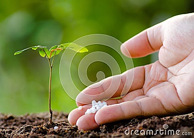 Male hand giving plant fertilizer to young tree Stock Photo