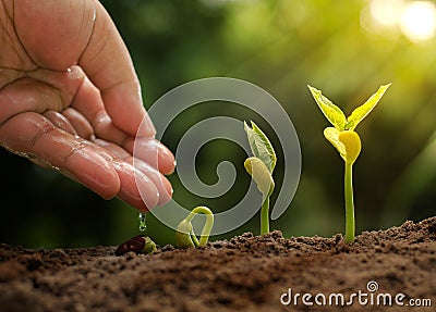 Male hand giving water to germinating seed to sprout of nut Stock Photo