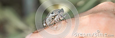 male hand holding cicada cicadidae a black large flying chirping insect or bug or beetle on finger. man researcher exploring anima Stock Photo