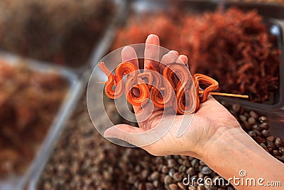 Male hand holding grilled snakes on a skewer Stock Photo