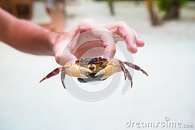 Male hand holding large live crab at white beach Stock Photo