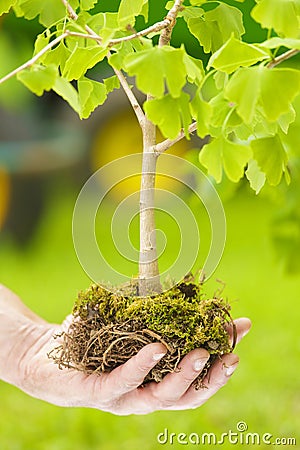 Male Hand Holding Small Tree with roots Stock Photo