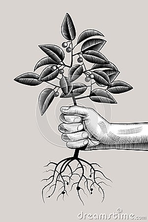 Male hand holding a young tree with roots, leaves and fruits Vector Illustration