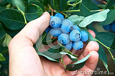 Male hand is picking fresh organic blueberries from the bush. Stock Photo