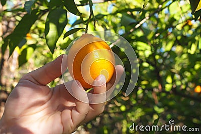 Male hand picks up an orange from tree branch, close up Stock Photo