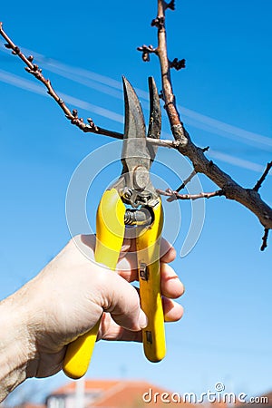 Male hand pruning fruit before start of spring Stock Photo