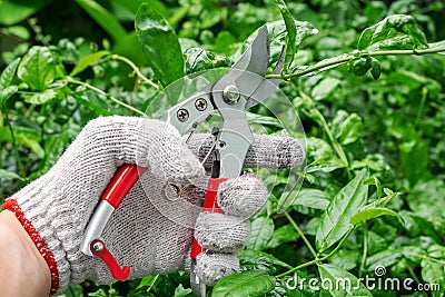 Male Hand Pruning the Tree with Pruning Shears. Garden or Landscaping Maintenance Stock Photo