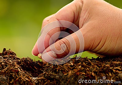 Male hand seeding for planting over green environment Stock Photo