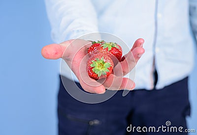 Male hand with strawberries blue background. Help yourself. Hand proposes take strawberry. Fresh harvest of ripe red Stock Photo