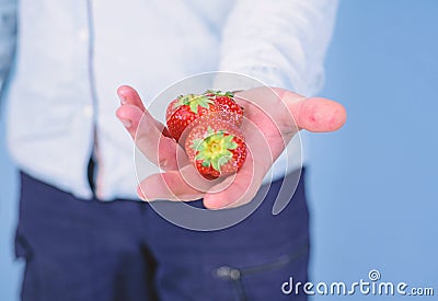 Male hand with strawberries blue background. Help yourself. Hand proposes take strawberry. Fresh harvest of ripe red Stock Photo