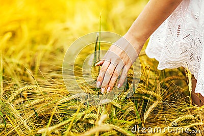 Male hand touching a golden wheat ear in the wheat field Stock Photo
