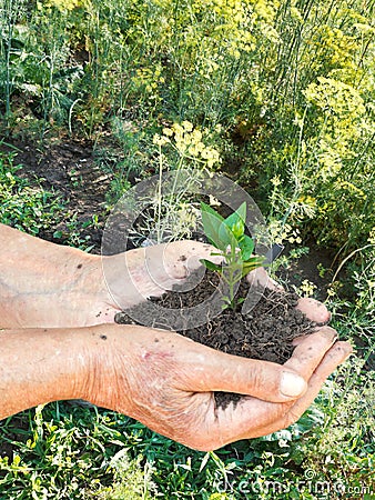 Male hands with handful soil with green sprout Stock Photo