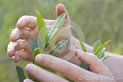 Male hands protecting a plant Stock Photo