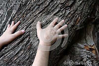 Male hands touching the old bark of a centenary chestnut tree at dawn in the forest, protect nature, green ecological lifestyle Stock Photo