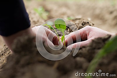 Male hands in work garden gloves touches the seedlings with both hands Stock Photo