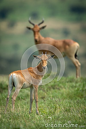 Male hartebeest and calf stand watching camera Stock Photo