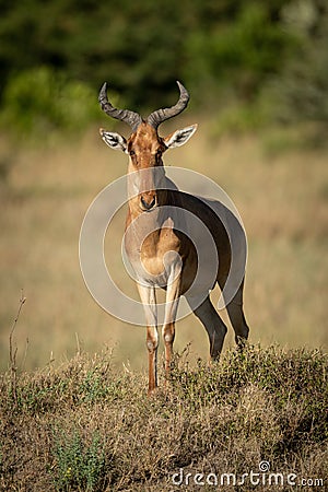 Male hartebeest displays himself on grassy bank Stock Photo