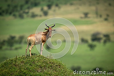 Male hartebeest stands on mound watching camera Stock Photo